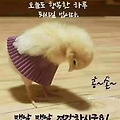 '출석요' 글에 포함된 이미지