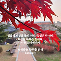 '소가 등을 비빌 때언' 글에 포함된 이미지