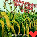 '가을 들녘 곡식 익기' 글에 포함된 이미지