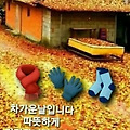'출석합니다' 글에 포함된 이미지