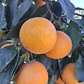 '출석 제주도 날씨 맑' 글에 포함된 이미지