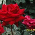'5월 장미꽃 향기가 은' 글에 포함된 이미지