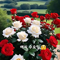 '출석합니다 ' 글에 포함된 이미지