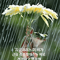 '아직 비는 내리지 않' 글에 포함된 이미지
