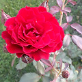 '출석합니다.즐거운 사' 글에 포함된 이미지