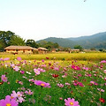 '안녕하세요?본 카페에' 글에 포함된 이미지