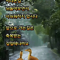 '출석합니다 ' 글에 포함된 이미지