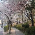 '온통 거리는 벚꽃으로' 글에 포함된 이미지