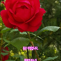 '행복은 결코 멀리 있' 글에 포함된 이미지