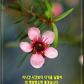 '어린아이는 수도 없이' 글에 포함된 이미지