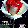 '본격적으로 더위가 시' 글에 포함된 이미지