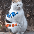 댓글 첨부 이미지