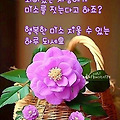 댓글 첨부 이미지