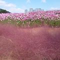 '고인돌 공원 화순에 ' 글에 포함된 이미지