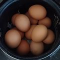 '전기 밥솥에 5일~계란' 글에 포함된 이미지