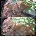 '오리백숙 정말 맛있게' 글에 포함된 이미지