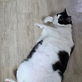 댓글 첨부 이미지