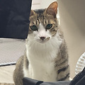 댓글 첨부 이미지