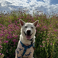 댓글 첨부 이미지
