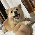 댓글 첨부 이미지
