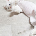 댓글 첨부 이미지