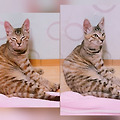 댓글 첨부 이미지
