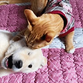 댓글 첨부 이미지