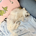 댓글 첨부 이미지