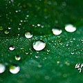 '승부를 걸어보세요일' 글에 포함된 이미지