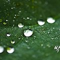 '천안은 포근한 날씨에' 글에 포함된 이미지
