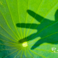 '누구나 생애 한 번뿐' 글에 포함된 이미지