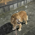 '죠르미가 아니라 쪼르' 글에 포함된 이미지