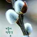 '봄은 고양이로소이다~' 글에 포함된 이미지