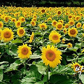 '여전히 더운 초가을 ' 글에 포함된 이미지