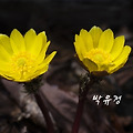 '< 미주문학 봄' 글에 포함된 이미지