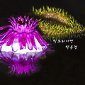 '야화라는 또 하나의 ' 글에 포함된 이미지