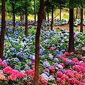 '도라지 꽃은 보라색과' 글에 포함된 이미지