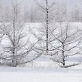 '차가운 계절 속에서도' 글에 포함된 이미지