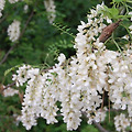 '아카시아꽃향기가 은' 글에 포함된 이미지