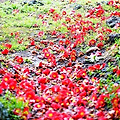 '🌱붉은 낙화落花때' 글에 포함된 이미지