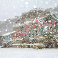 '雪中梅산에도 나무에' 글에 포함된 이미지