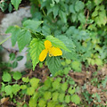 '🌱시절인연...남들' 글에 포함된 이미지