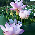 '🌿실상은얻지 못하' 글에 포함된 이미지