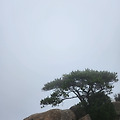 '🐦진솔함진솔하면 ' 글에 포함된 이미지