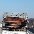 '우리 소 한우군요.세 ' 글에 포함된 이미지