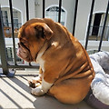 '犬(개)판인 세상犬이 ' 글에 포함된 이미지