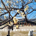 '동짖달 봄비에 매화꽃' 글에 포함된 이미지