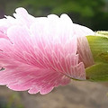 '🌿인색한 몇 올의 ' 글에 포함된 이미지
