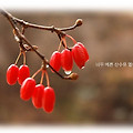 '산수유 열매입니다.눈' 글에 포함된 이미지