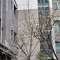 '청매화' 글에 포함된 이미지